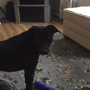 Meet your Posher, Siiri